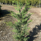 × Cupressocyparis leylandii