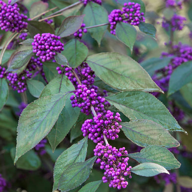 Callicarpa bodinieri 'Profusion'