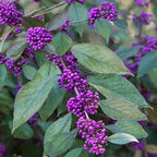 Callicarpa bodinieri 'Profusion'