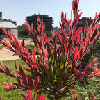 Callistemon 'Red Rocket'