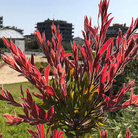 Callistemon 'Red Rocket'
