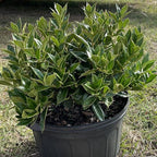 Ilex Cornuta