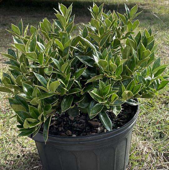 Ilex Cornuta