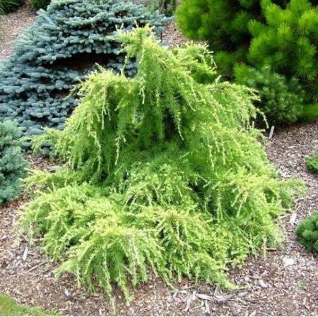 Cedrus deodara 'Limeglow'