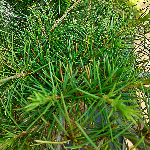 Cedrus libani 'Dino'