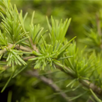 Cedrus Deodara Golden Horizon