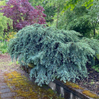 Cedrus libani ssp atl 'Saphire Nymph'