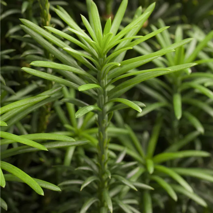 Cephalotaxus harr. 'Fastigiata'