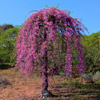 Cercis canadensis 'Lavender Twist'