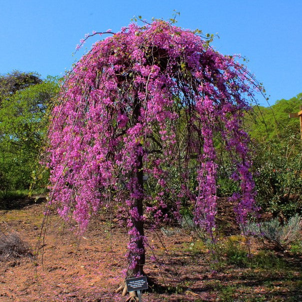 Cercis canadensis 'Lavender Twist'