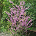 Cercis Siliquastrum