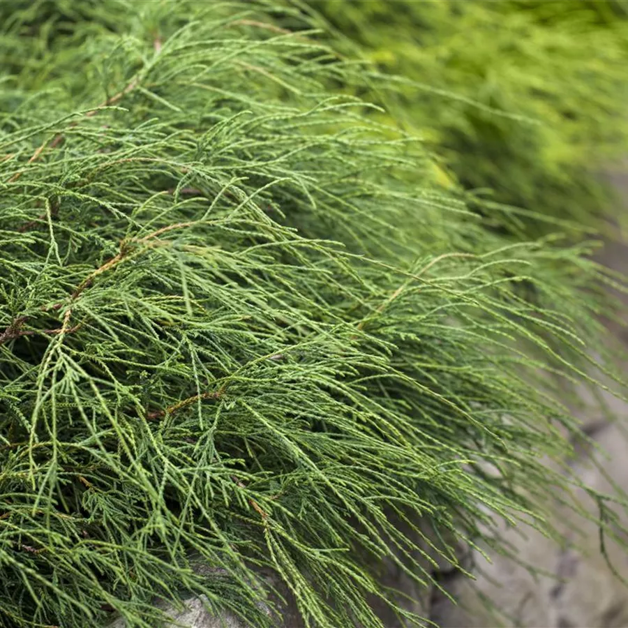 Chamaecyparis pis. 'Filifera Nana'