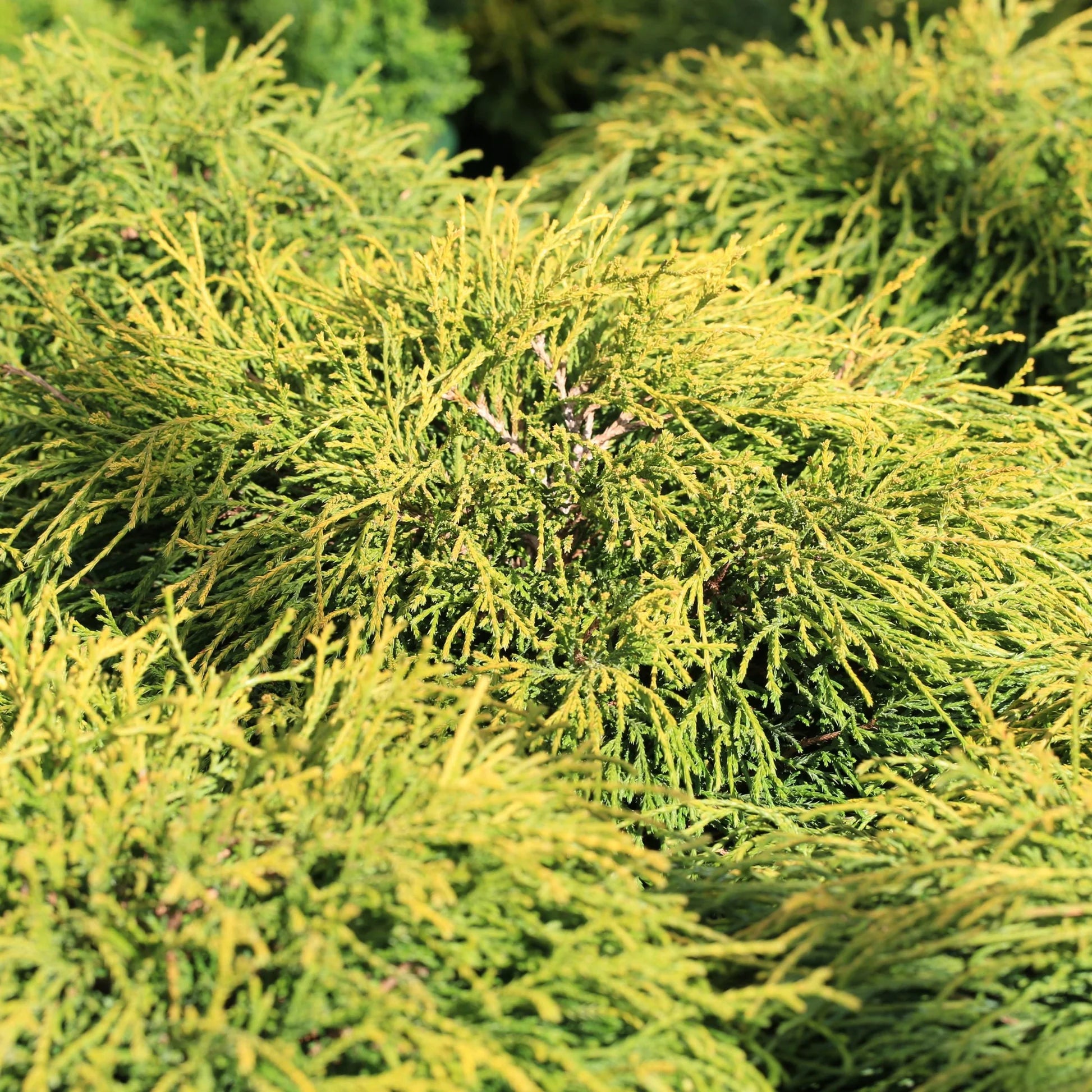 Chamaecyparis pis. 'Sungold'