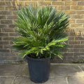 Chamaerops humilis