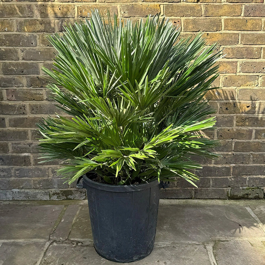 Chamaerops humilis