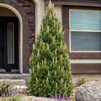 Pinus nigra 'Komet'