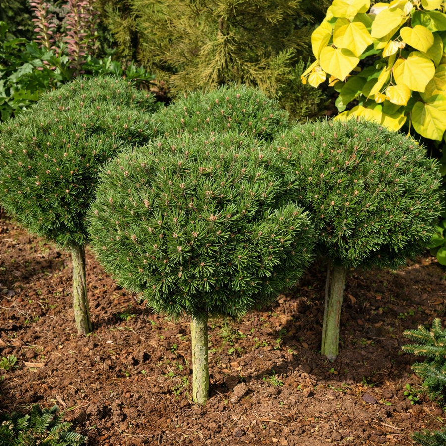 Pinus uncinata 'Wiel'