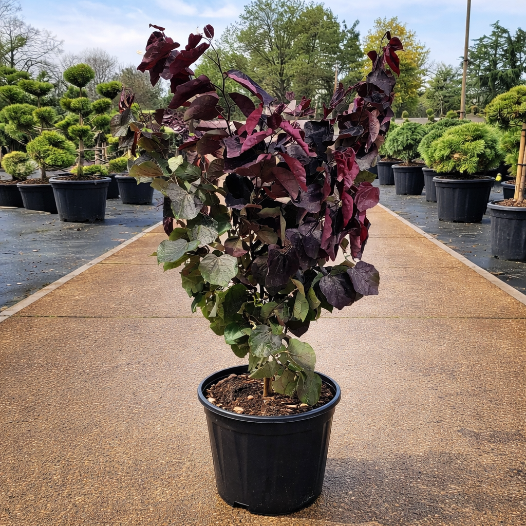 Cercis canadensis 'Ace of Spades'