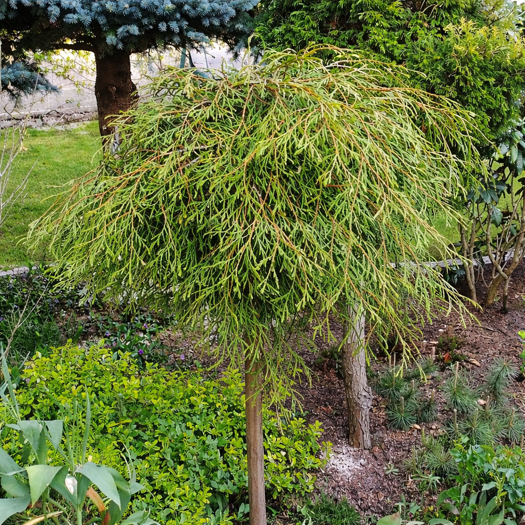 Thuja plicata 'Kagers Beauty'