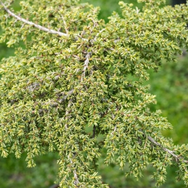 Juniperus comm. 'Lemon Carpet'