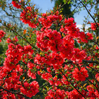 Chaenomeles Japonica