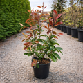 Photinia Fraseri "Red Robin"