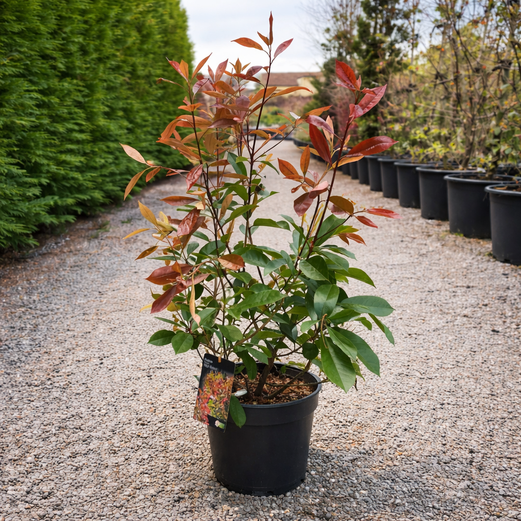 Photinia Fraseri "Red Robin"