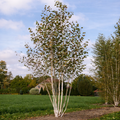 Betula Utilis Jaquemonti