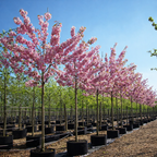 Prunus Serrulata Kanzan