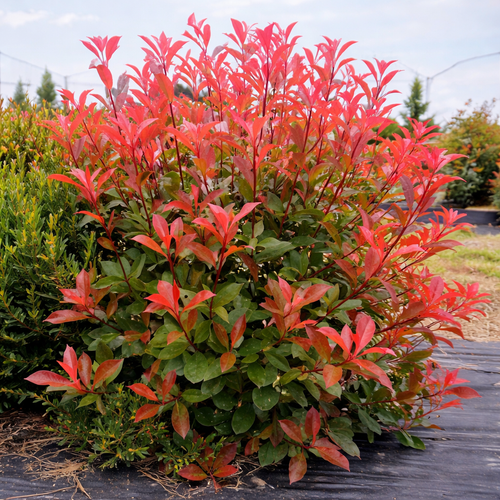 Photinia Fraseri Carre Rouge