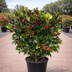 Ilex x Meserveae Blue Maid arbustiu