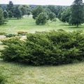 Juniperus x Media Mint Julep