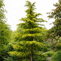 Cedrus Deodara