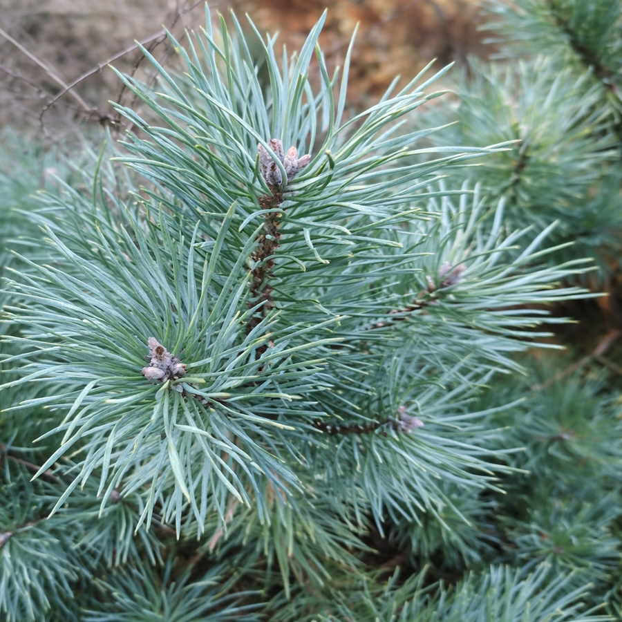 Pinus nigra 'Blue Pearl'&reg;