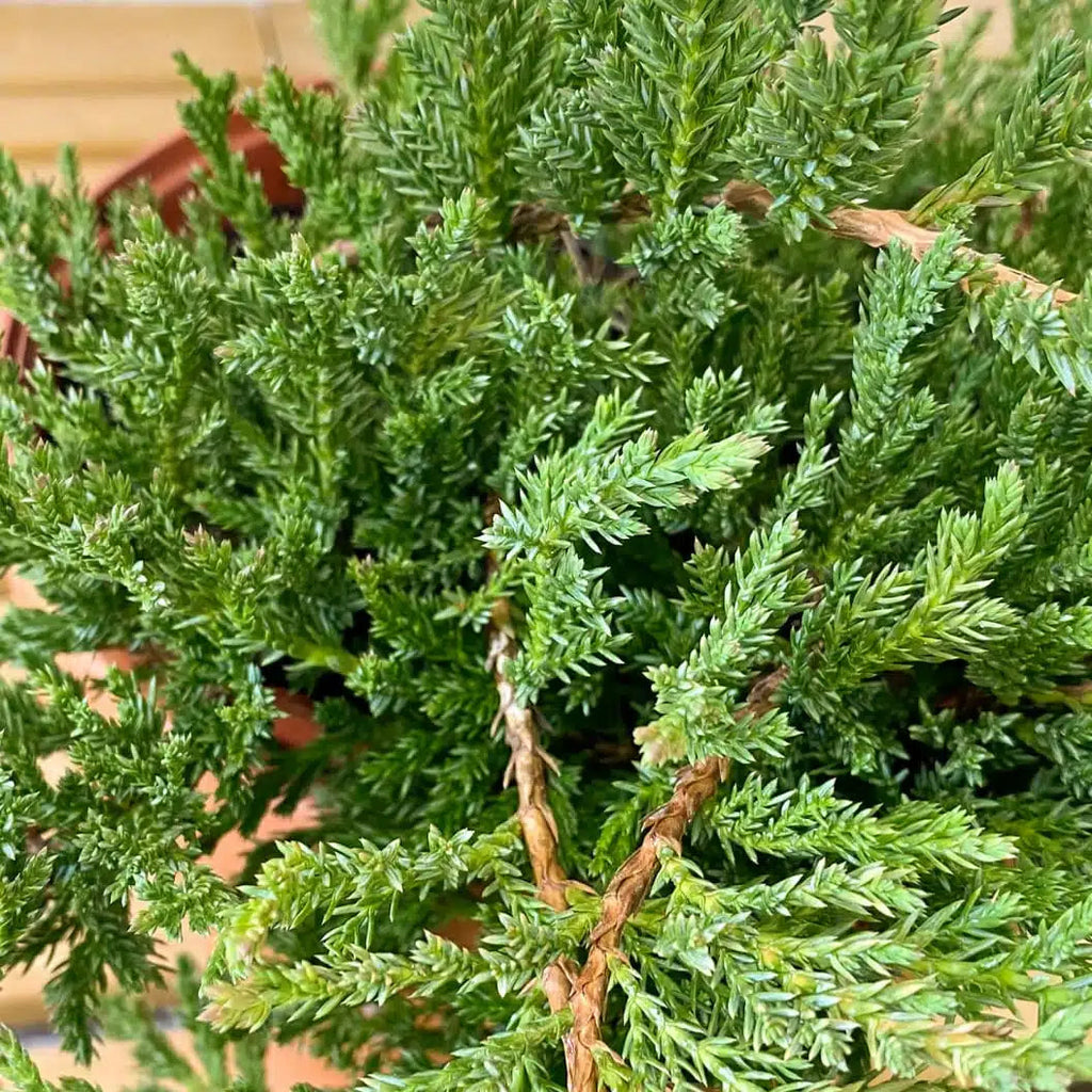 Juniperus Horizontalis "Prince of Wales"