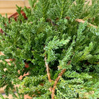 Juniperus Horizontalis "Prince of Wales"
