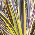 Cordyline australis 'Electric Flash'