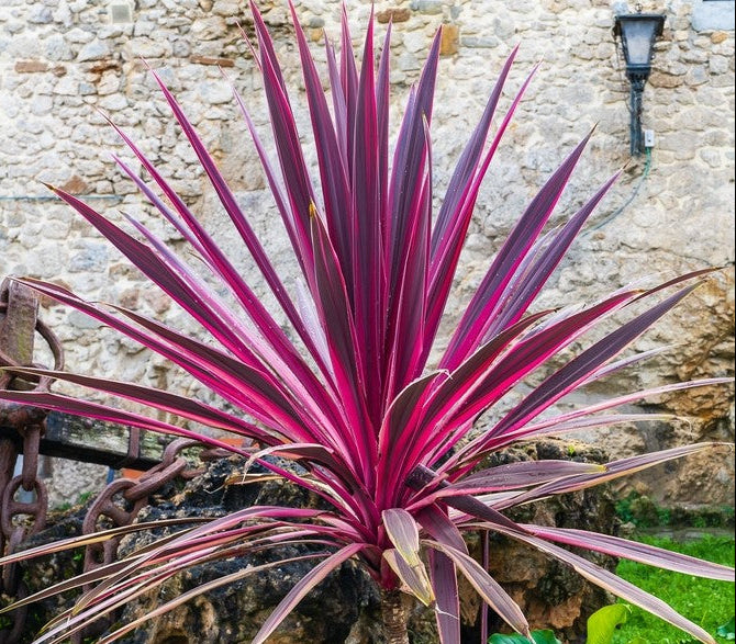 Cordyline australis 'Electric Pink'