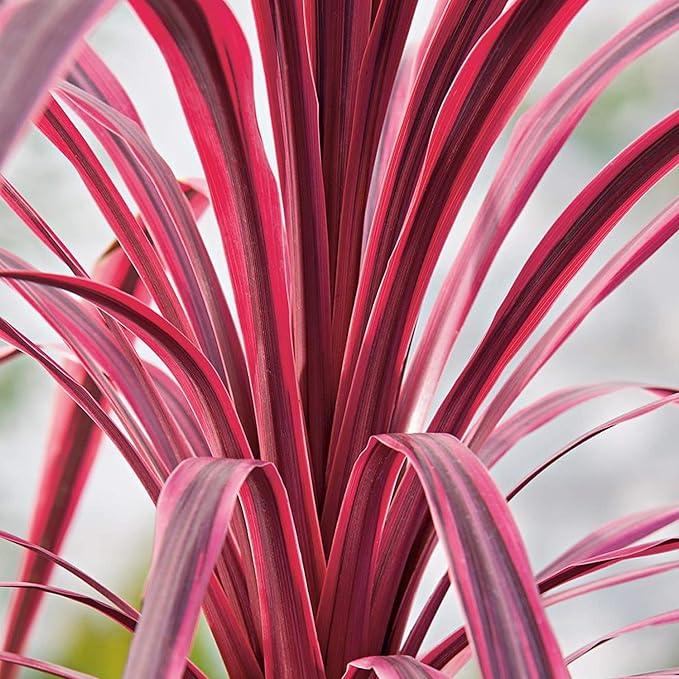 Cordyline australis 'Paso Doble'