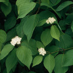Cornus Sericea "Flaviramea"