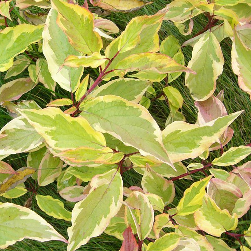 Cornus Alba Gouchaultii