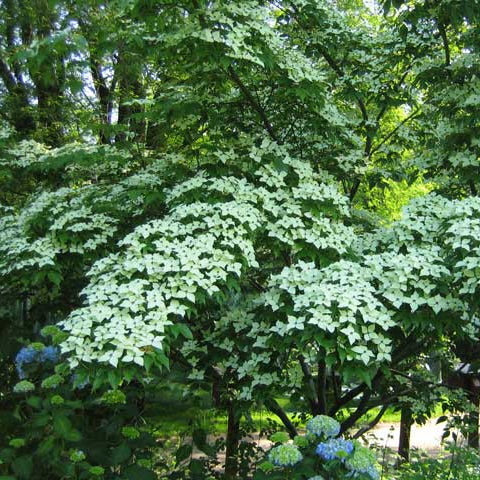 Cornus kousa 'Schmetterling'