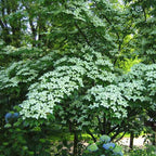 Cornus kousa 'Schmetterling'