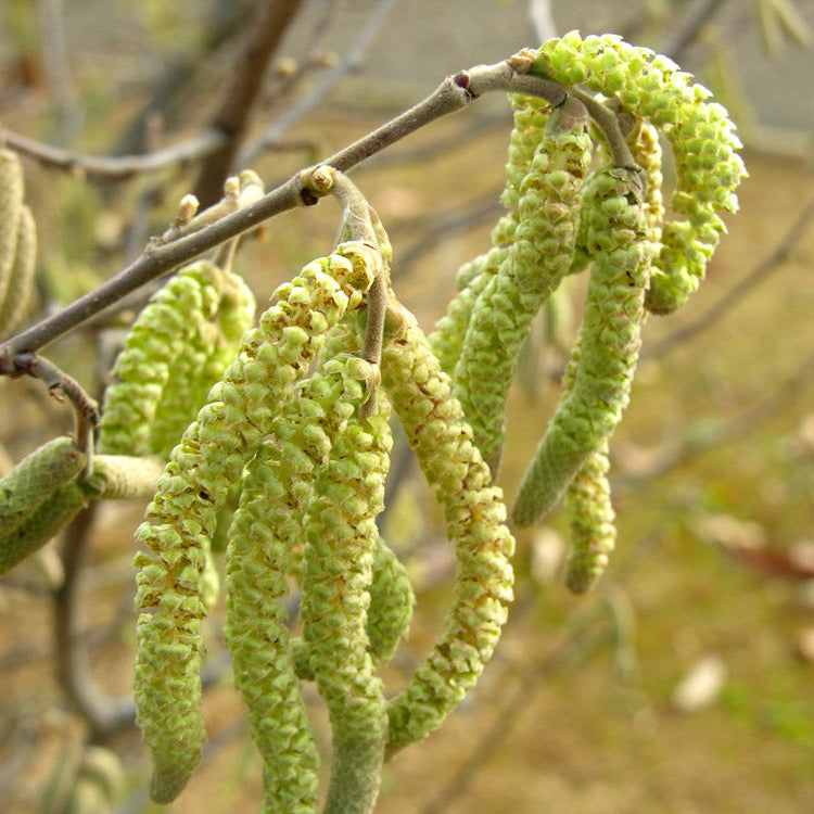 Corylus Avellana