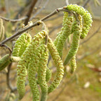 Corylus Avellana