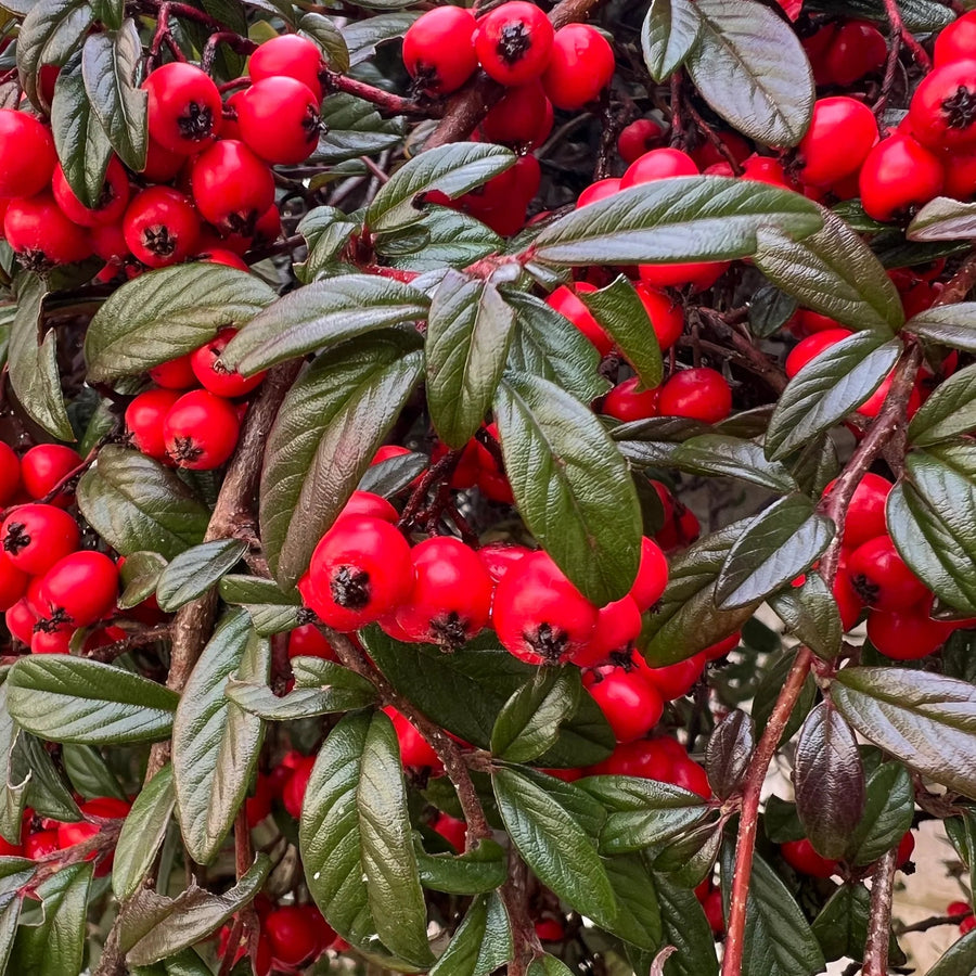 Cotoneaster Lacteus