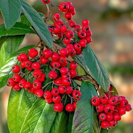 Cotoneaster lacteus