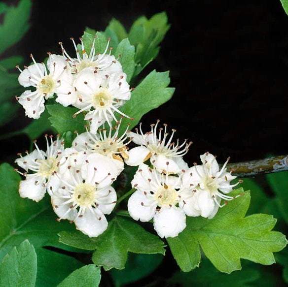 Crataegus Monogyna