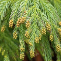 Cryptomeria Japonica