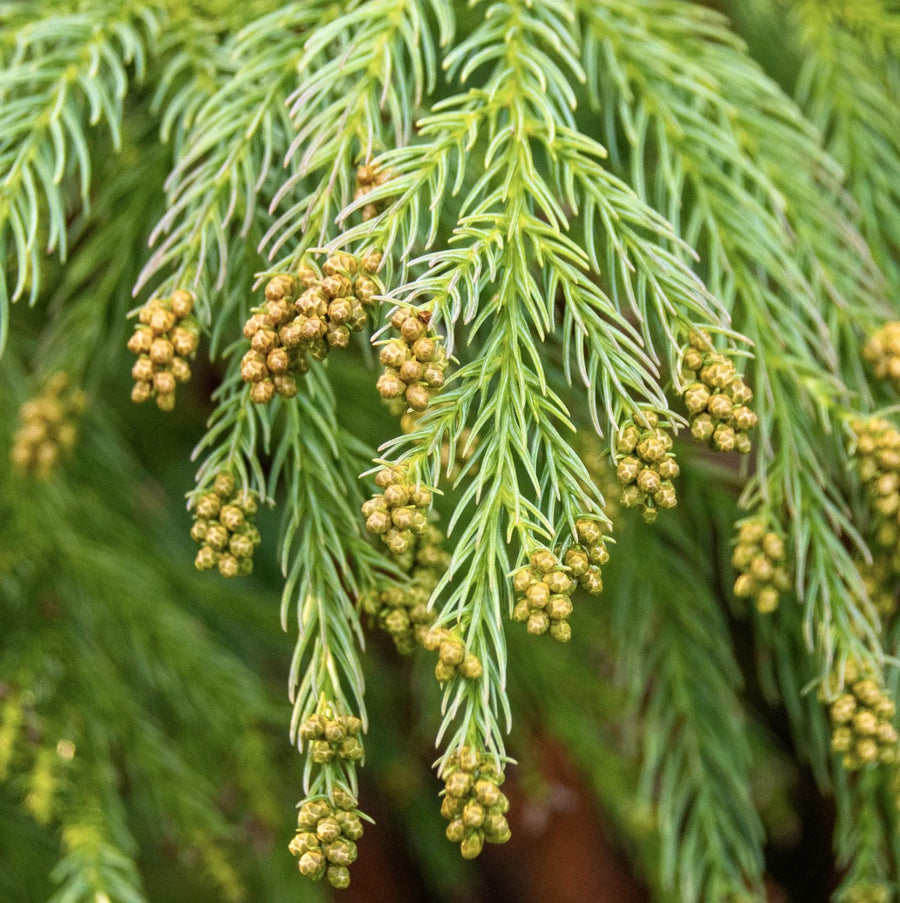 Cryptomeria Japonica